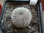 Rebutia_marsoneri.jpg