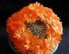 Rebutia_minuscula3.jpg