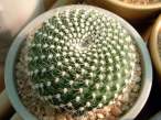 Rebutia_minusculal.jpg