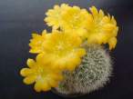 Rebutia_senilis.jpg