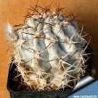 Acanthocalycium glaucum 2.jpg