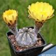 Acanthocalycium glaucum 4.jpg