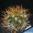 Acanthocalycium thionanthum 04.jpg