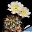 Acanthocalycium thionanthum 06.jpg