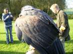 Falconry.jpg