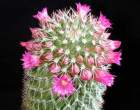 Mammillaria_backebergiana.jpg