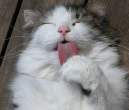 Lick.jpg
