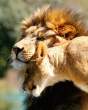 Lion.jpg