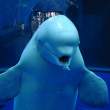 Whale.jpg