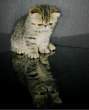 Kitten.jpg