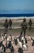 Penguins.jpg