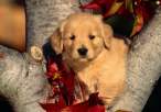 Puppy.jpg