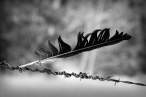 Feather.jpg