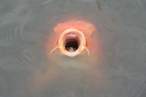 Fill me.jpg