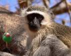 Monkey.jpg