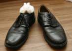 Shoe.jpg