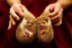 Hedge hogs.jpg