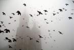Bird attack.jpg