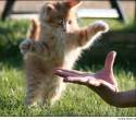 Gimme five.jpg