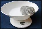 Weight.jpg