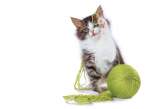 Green.jpg