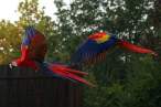 Parrot.jpg