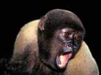 Primate.jpg