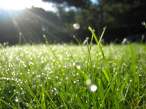Grass.jpg