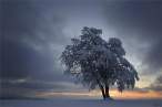 Tree [18+].jpg