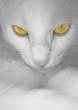 Eyes.jpg