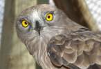 Owl.jpg
