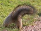Chipmunk.jpg