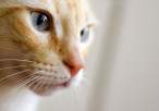 Kitty.jpg