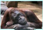 Monkey.jpg