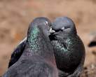 Kiss.jpg