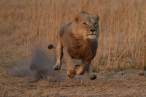 Lion.jpg