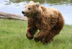 Bear.jpg