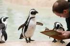 Penguin.jpg