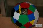 hidden in ball.jpg