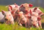 Pigs.jpg