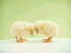 Chick fight.jpg