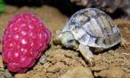 Tiny turtle.jpg