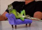 lizard.jpg