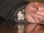 Mouse.jpg