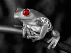 Frog.jpg