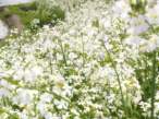 Flowers.jpg