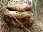 Tree.jpg