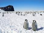 Penguin.jpg