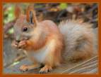 Chipmunk.jpg