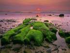 Green.jpg